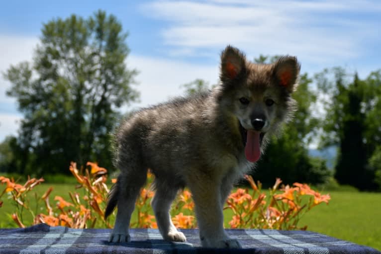 Draco, a Czechoslovakian Vlcak and German Shepherd Dog mix tested with EmbarkVet.com
