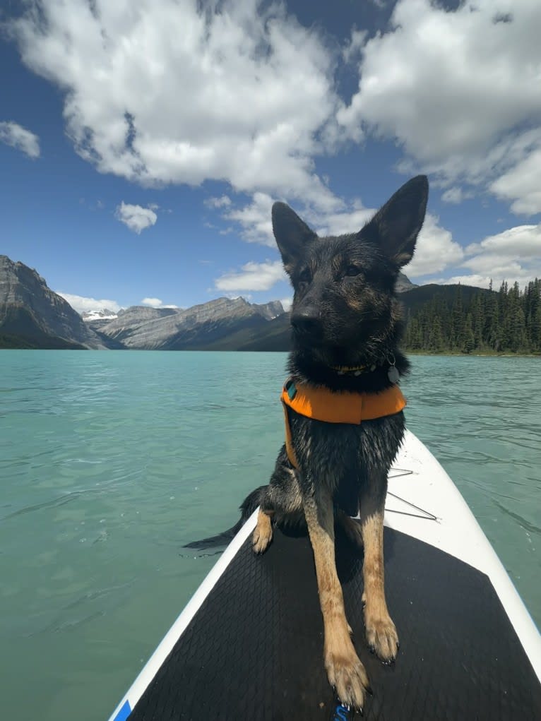 Dino, a German Shepherd Dog tested with EmbarkVet.com