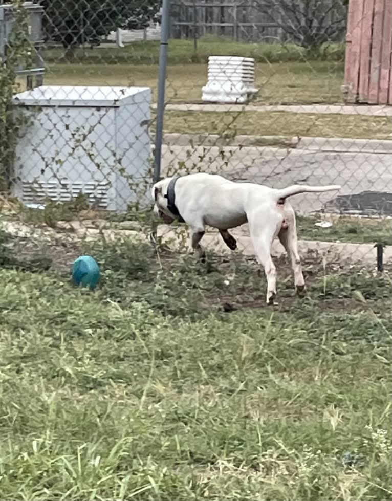 Bruno, an American Bulldog tested with EmbarkVet.com