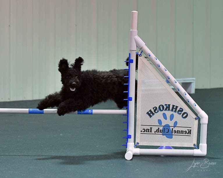 Klipsan Ticket To Ride   aka Tessa, a Pumi tested with EmbarkVet.com