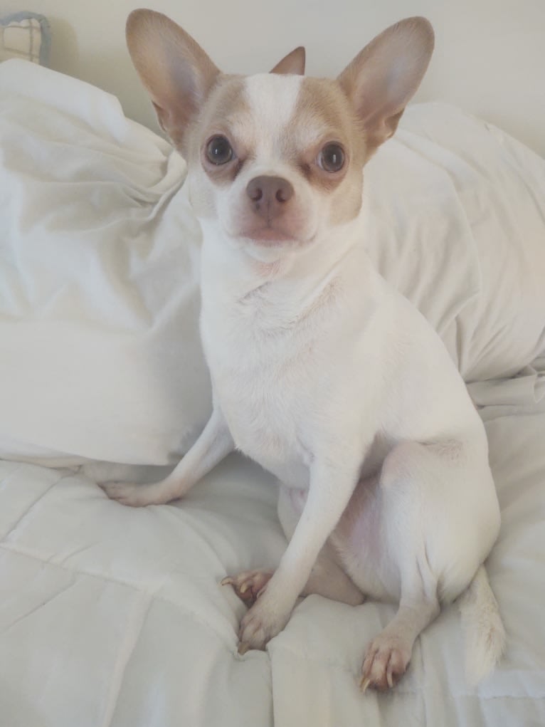 Nug, a Chihuahua tested with EmbarkVet.com