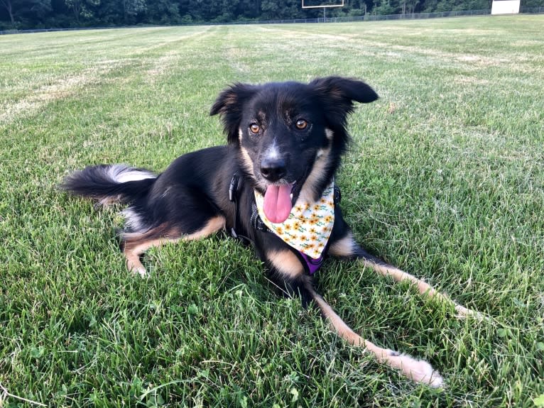 Sierra, a Border Collie and Australian Cattle Dog mix tested with EmbarkVet.com