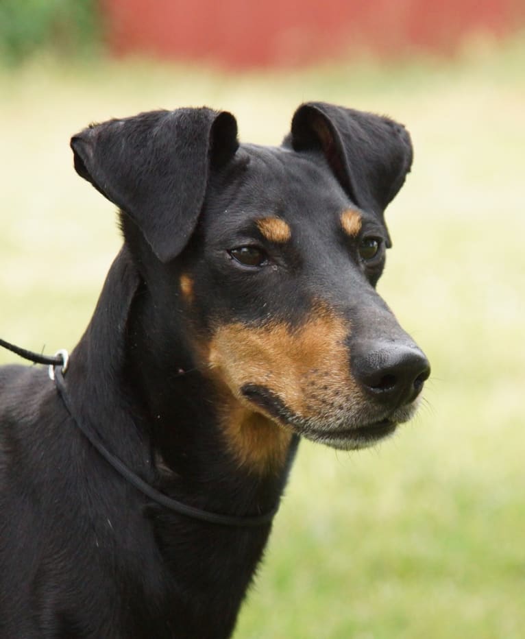 Monty, a Manchester Terrier (Standard) tested with EmbarkVet.com