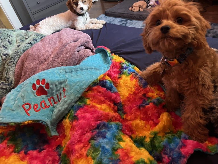 Peanut Butter, a Cavalier King Charles Spaniel and Poodle (Small) mix tested with EmbarkVet.com