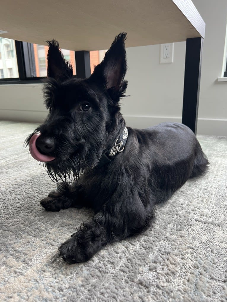 Aapo, a Scottish Terrier tested with EmbarkVet.com