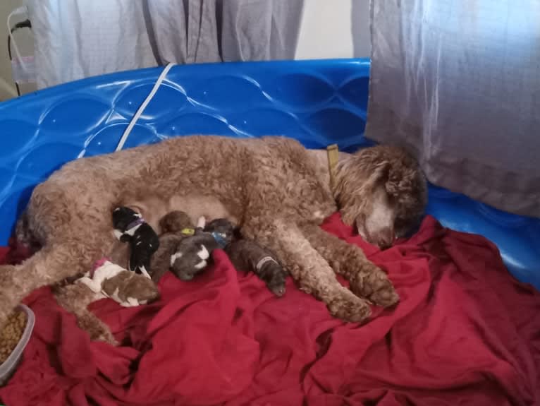 Sunny, a Poodle (Standard) tested with EmbarkVet.com
