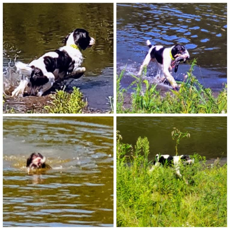 Ever, an English Springer Spaniel tested with EmbarkVet.com