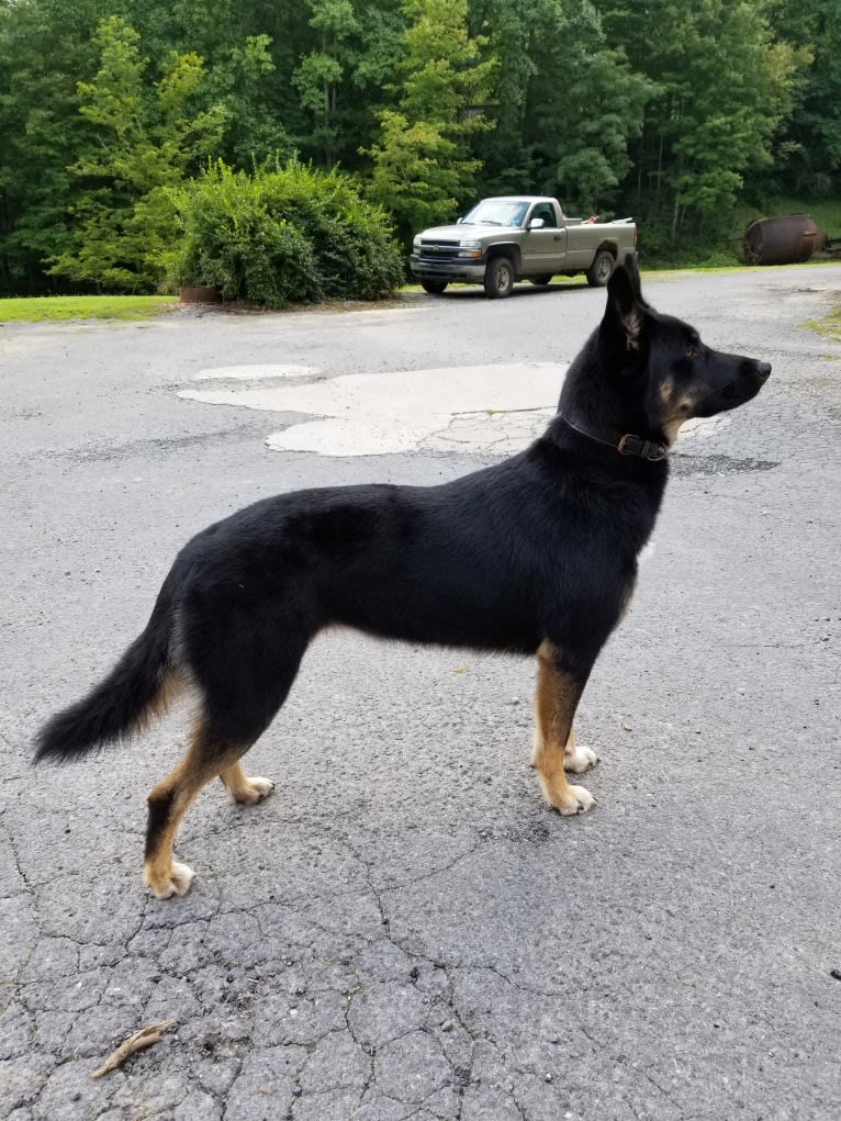 Josie, a Siberian Husky and German Shepherd Dog mix tested with EmbarkVet.com