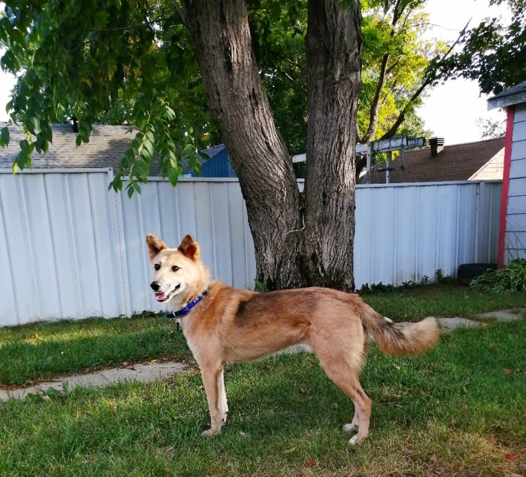 Abel, a German Shepherd Dog and Jindo mix tested with EmbarkVet.com