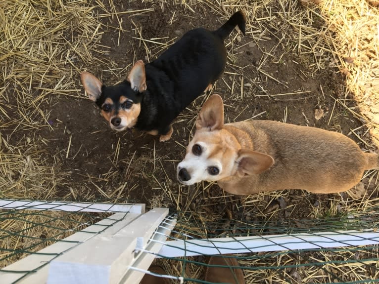 Ruby, a Miniature Pinscher and Chihuahua mix tested with EmbarkVet.com