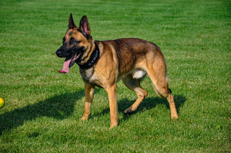 Syrus, a German Shepherd Dog and Belgian Malinois mix tested with EmbarkVet.com