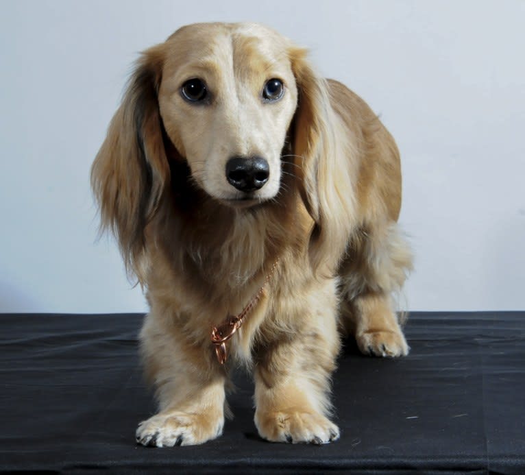 Diddy, a Dachshund tested with EmbarkVet.com