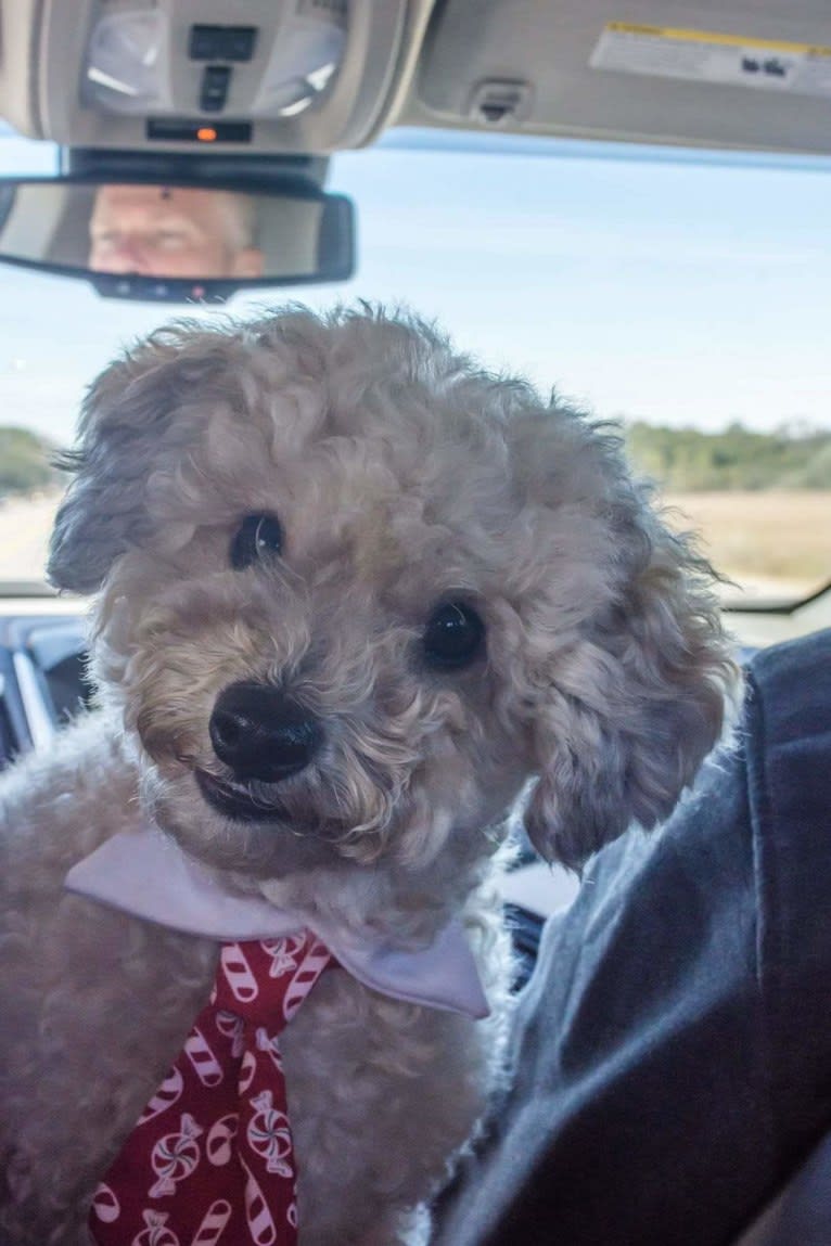 Opee, a Poodle (Small) and Chihuahua mix tested with EmbarkVet.com