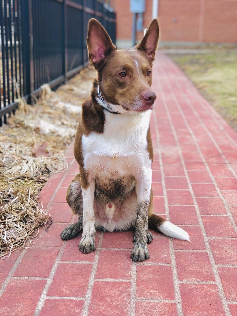 Gemini, a Border Collie and Australian Shepherd mix tested with EmbarkVet.com