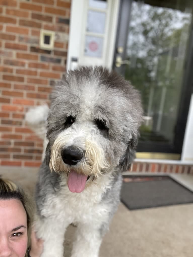 Cleopatra, a St. Berdoodle tested with EmbarkVet.com