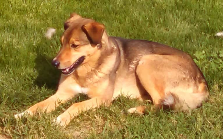 Bo, an Australian Cattle Dog and Border Collie mix tested with EmbarkVet.com