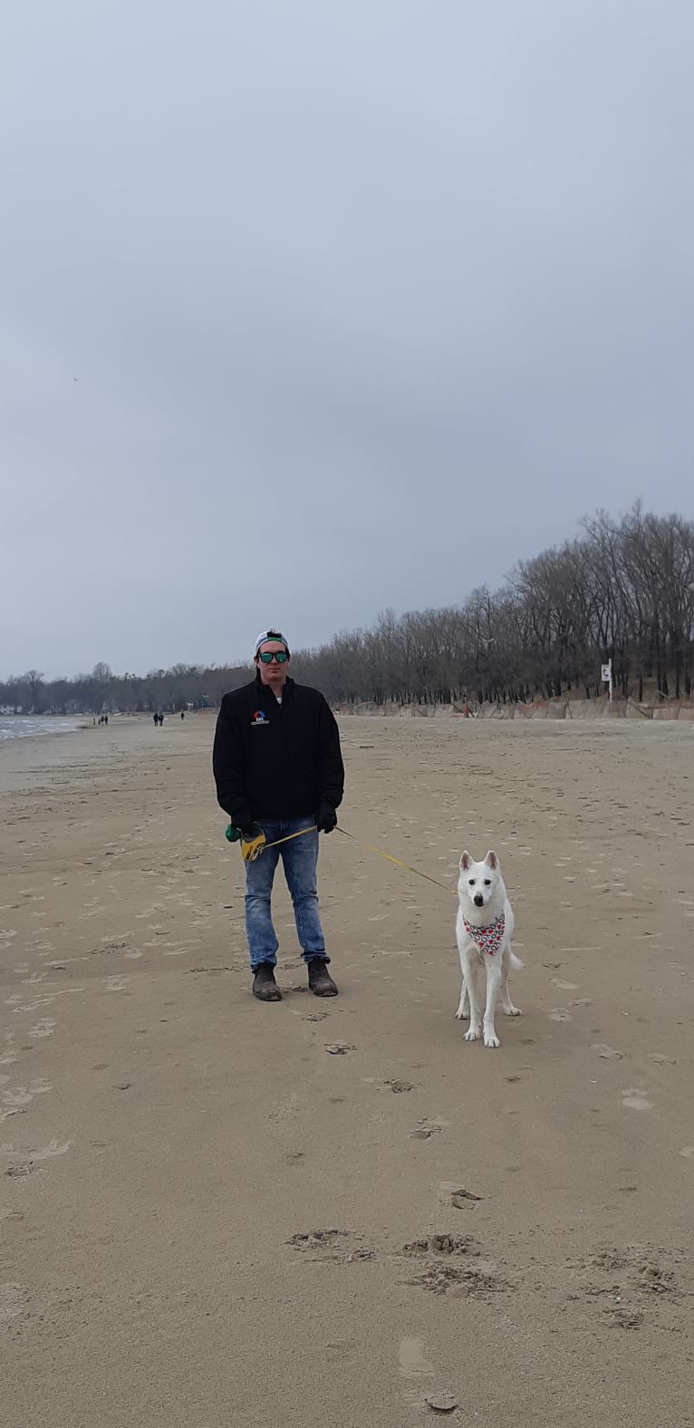 Charlie, an Alaskan-type Husky tested with EmbarkVet.com