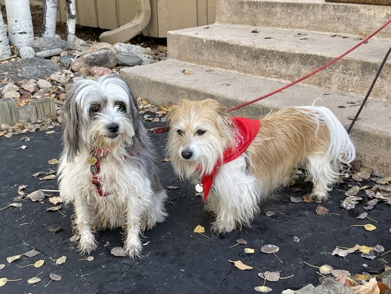 Winham’s Cowboy Cody of Cowgirl Cotons, a Coton de Tulear tested with EmbarkVet.com