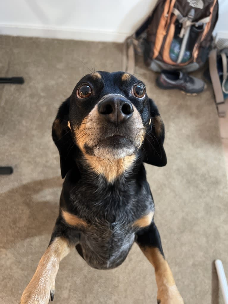 Junior, a Beagle tested with EmbarkVet.com