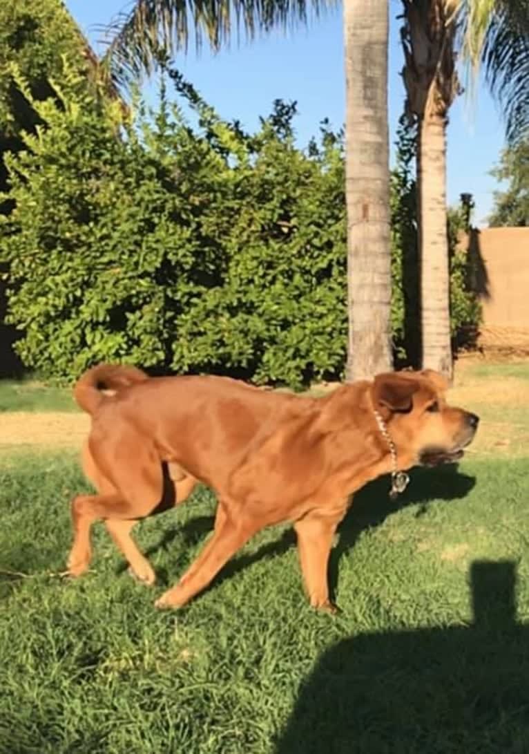 Dozer, a Chow Chow and Rottweiler mix tested with EmbarkVet.com