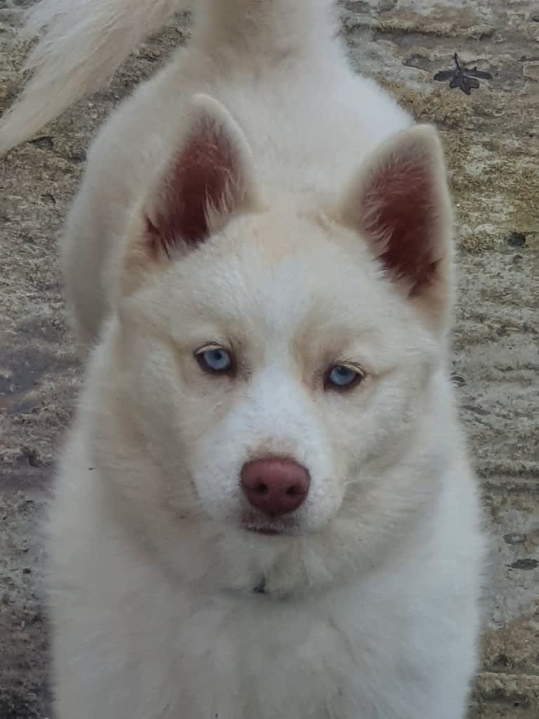 R-flocon, a Pomsky (9.4% unresolved) tested with EmbarkVet.com