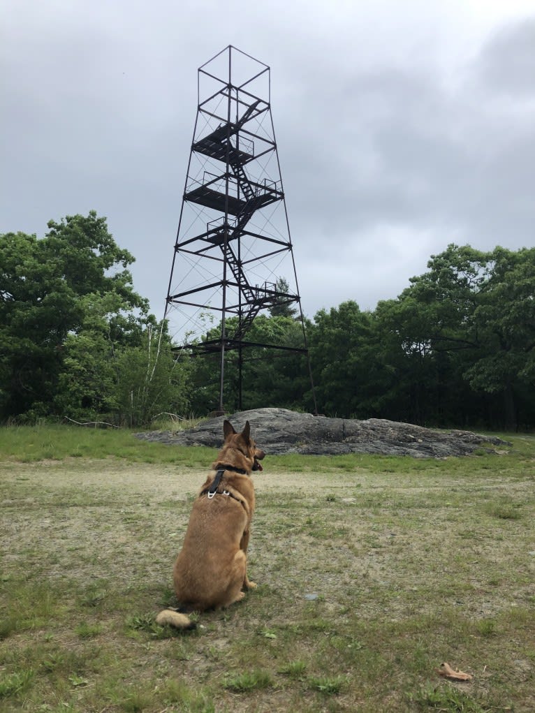 Oakley, a German Shepherd Dog and Chinese Shar-Pei mix tested with EmbarkVet.com