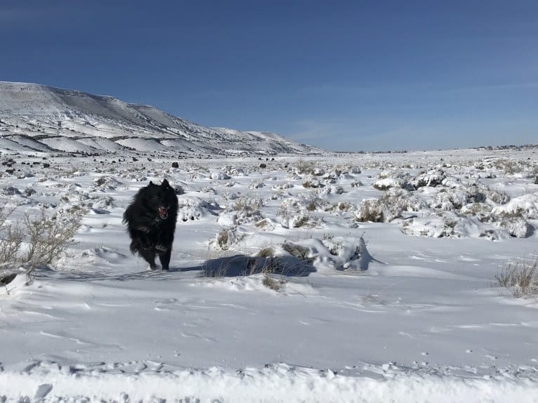 Mo, a Keeshond and Border Collie mix tested with EmbarkVet.com