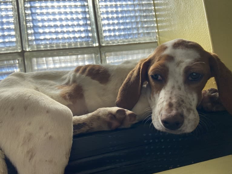 Texie, a Pointer and Llewellin Setter mix tested with EmbarkVet.com