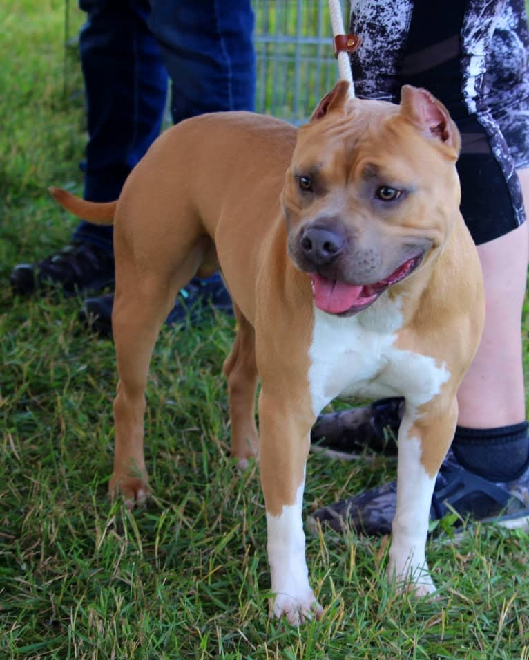Rhodie, an American Bully and American Staffordshire Terrier mix tested with EmbarkVet.com