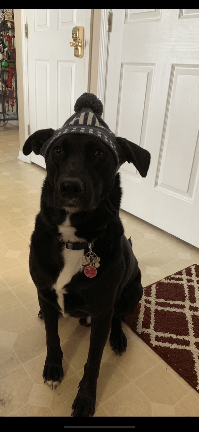 Hamish, a Labrador Retriever and Australian Cattle Dog mix tested with EmbarkVet.com