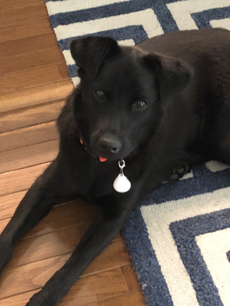 Rio, a Labrador Retriever and Chow Chow mix tested with EmbarkVet.com