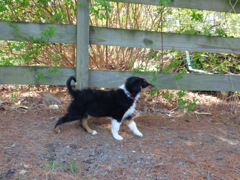 Jebediah Raphael, an English Shepherd tested with EmbarkVet.com