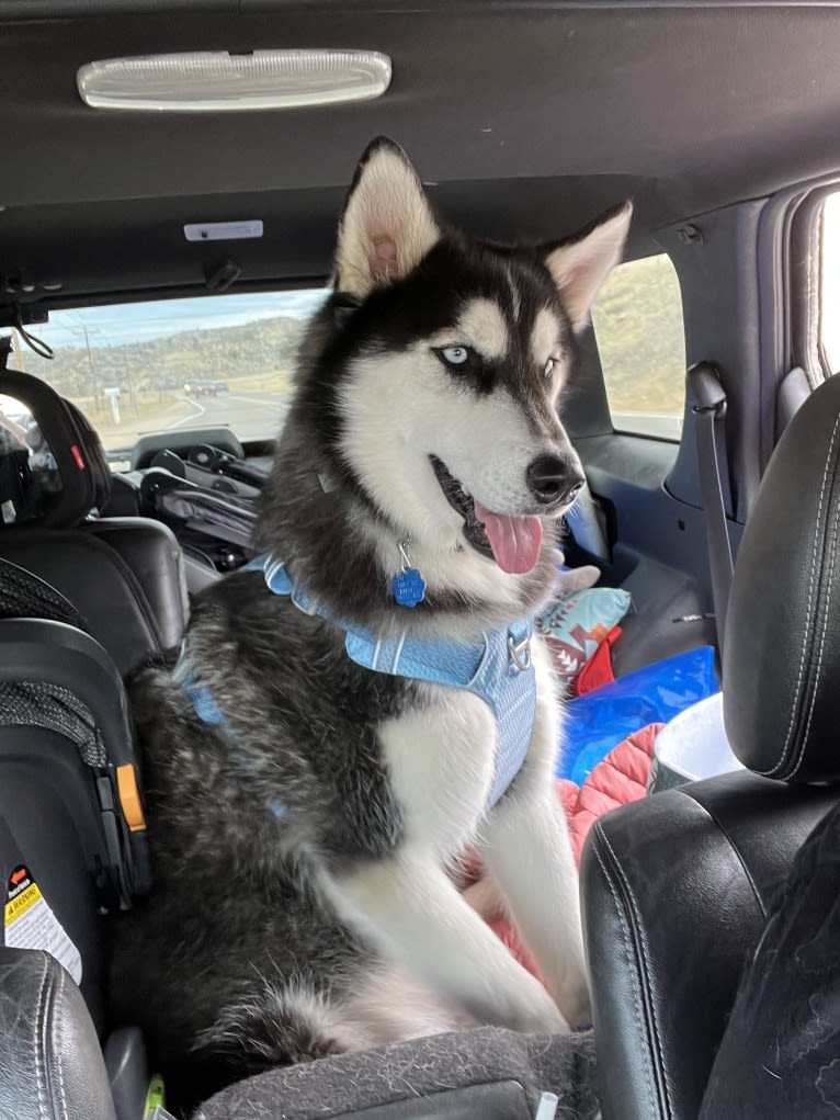 Drake Flynn, a Siberian Husky tested with EmbarkVet.com