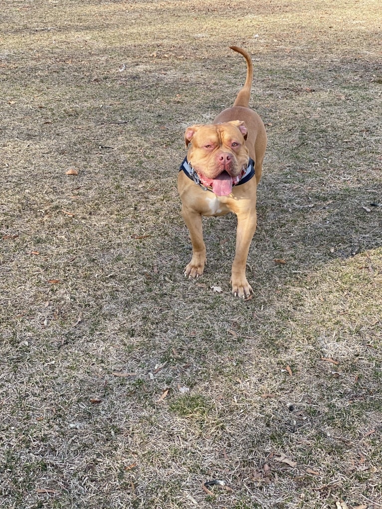 Simba, an American Pit Bull Terrier and American Bulldog mix tested with EmbarkVet.com