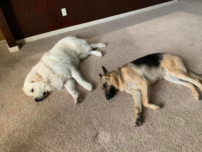 Ozzy, a Great Pyrenees tested with EmbarkVet.com