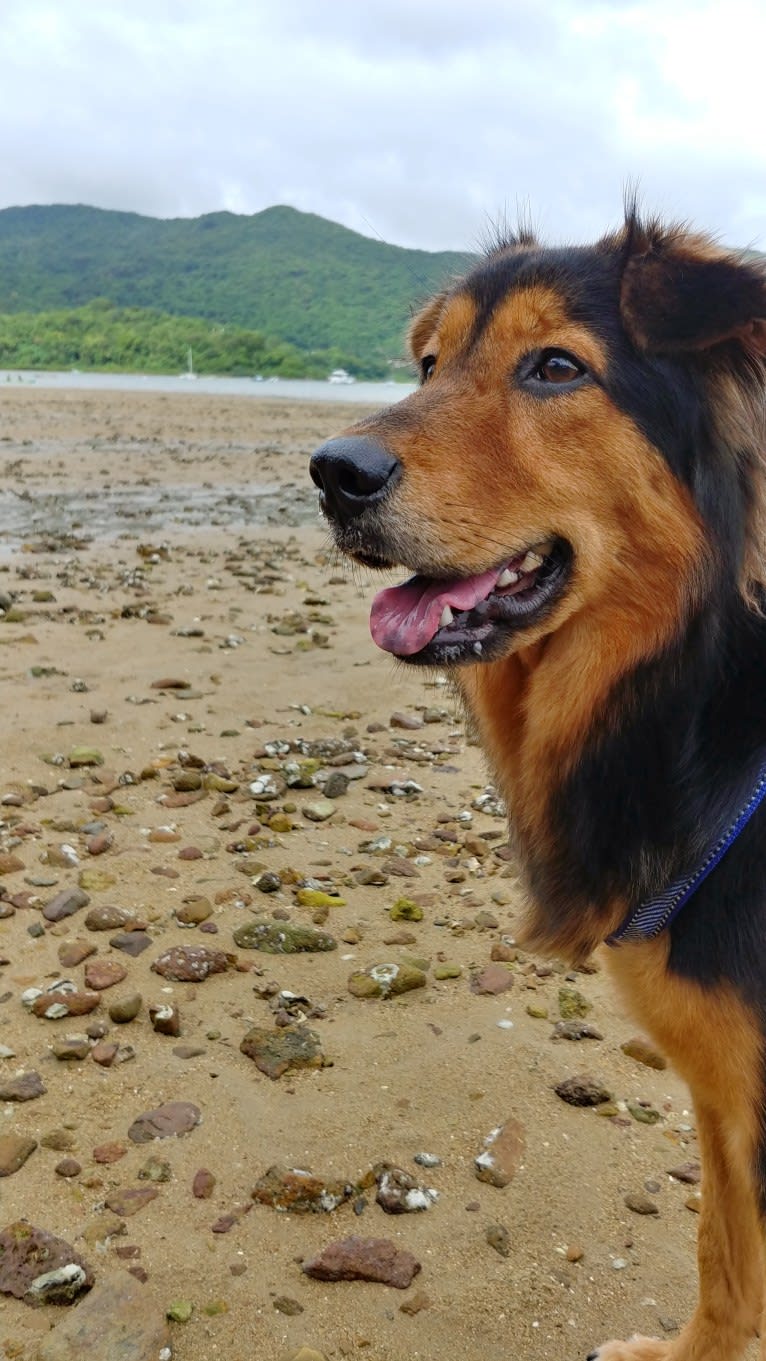 Sparkie, an East Asian Village Dog tested with EmbarkVet.com