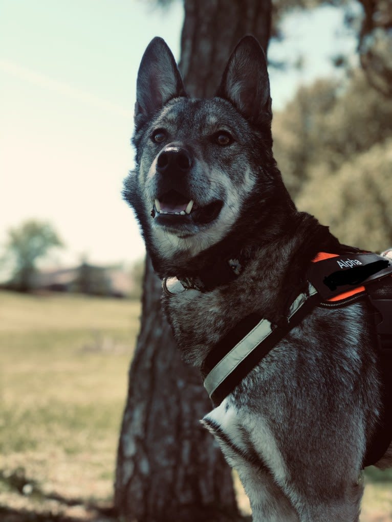 Alpha, an Alaskan Malamute and German Shepherd Dog mix tested with EmbarkVet.com