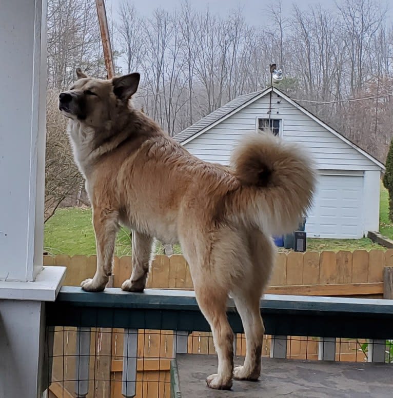 Nelson, an Arabian Village Dog tested with EmbarkVet.com