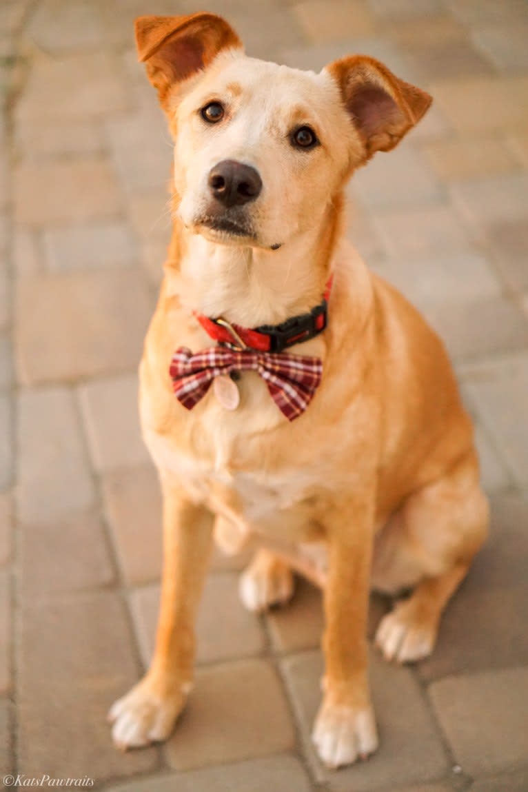 Bentley, a Labrador Retriever and American Pit Bull Terrier mix tested with EmbarkVet.com