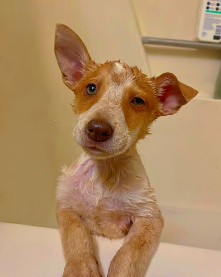 Lou, an Australian Cattle Dog and Australian Shepherd mix tested with EmbarkVet.com