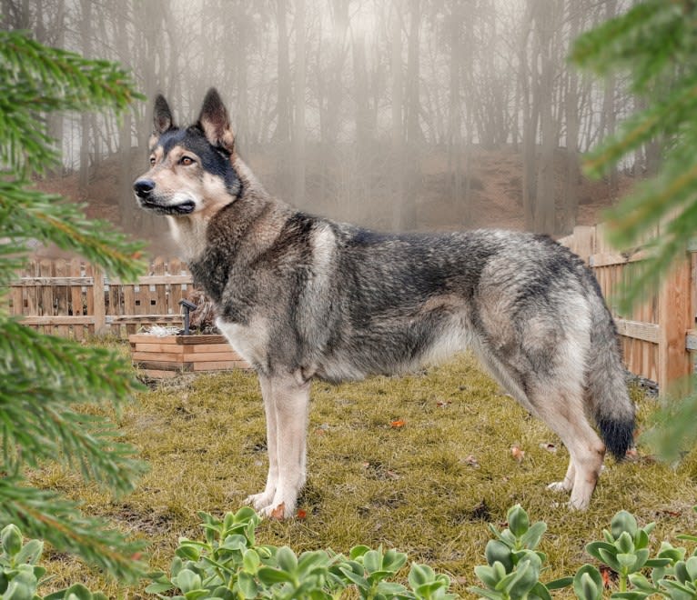 Tammy, a Siberian Husky and German Shepherd Dog mix tested with EmbarkVet.com