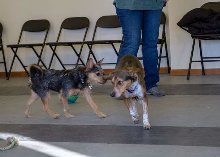 Ivy, a Miniature Schnauzer and Miniature/MAS-type Australian Shepherd mix tested with EmbarkVet.com