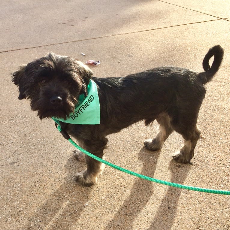 Milo, a Chihuahua and Poodle (Small) mix tested with EmbarkVet.com