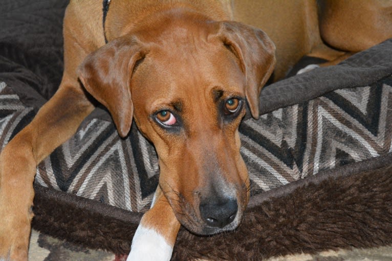 Lexi, a Doberman Pinscher and Boxer mix tested with EmbarkVet.com