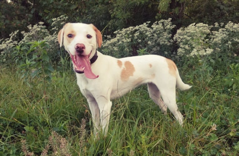 Valkyrie, an American Pit Bull Terrier and Shih Tzu mix tested with EmbarkVet.com