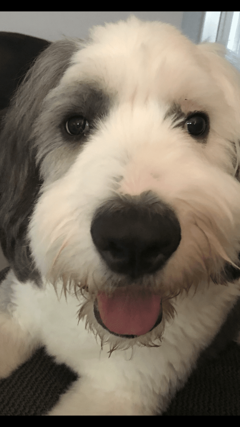 Buddy, an Old English Sheepdog tested with EmbarkVet.com