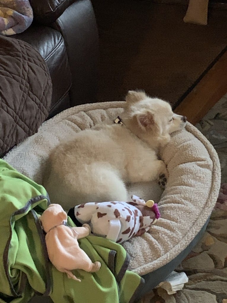 Rockwell, a Pomeranian and Australian Shepherd mix tested with EmbarkVet.com