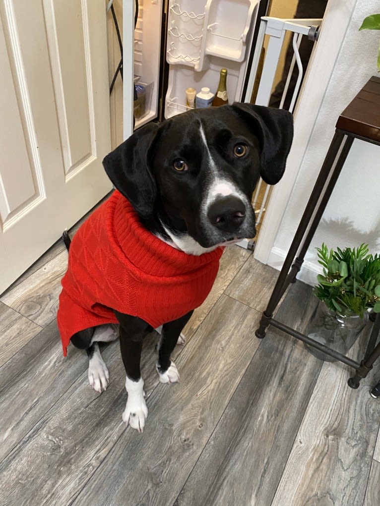 Dougal, a Treeing Walker Coonhound and American Pit Bull Terrier mix tested with EmbarkVet.com