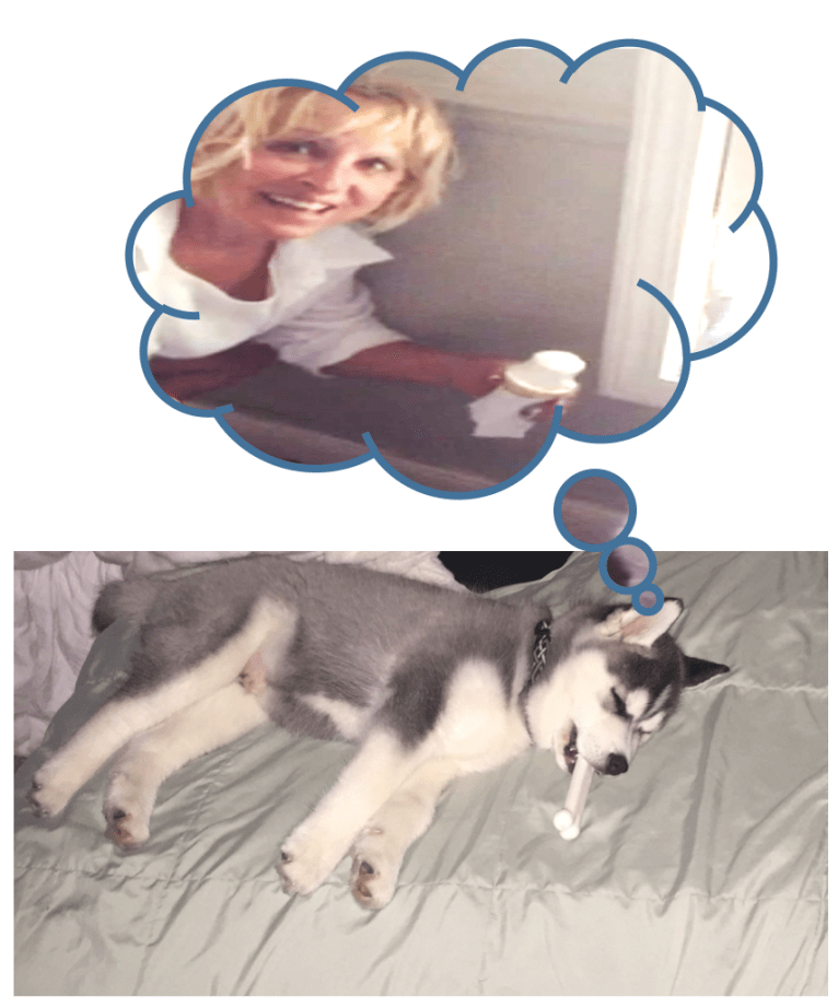 Loki, a Siberian Husky tested with EmbarkVet.com