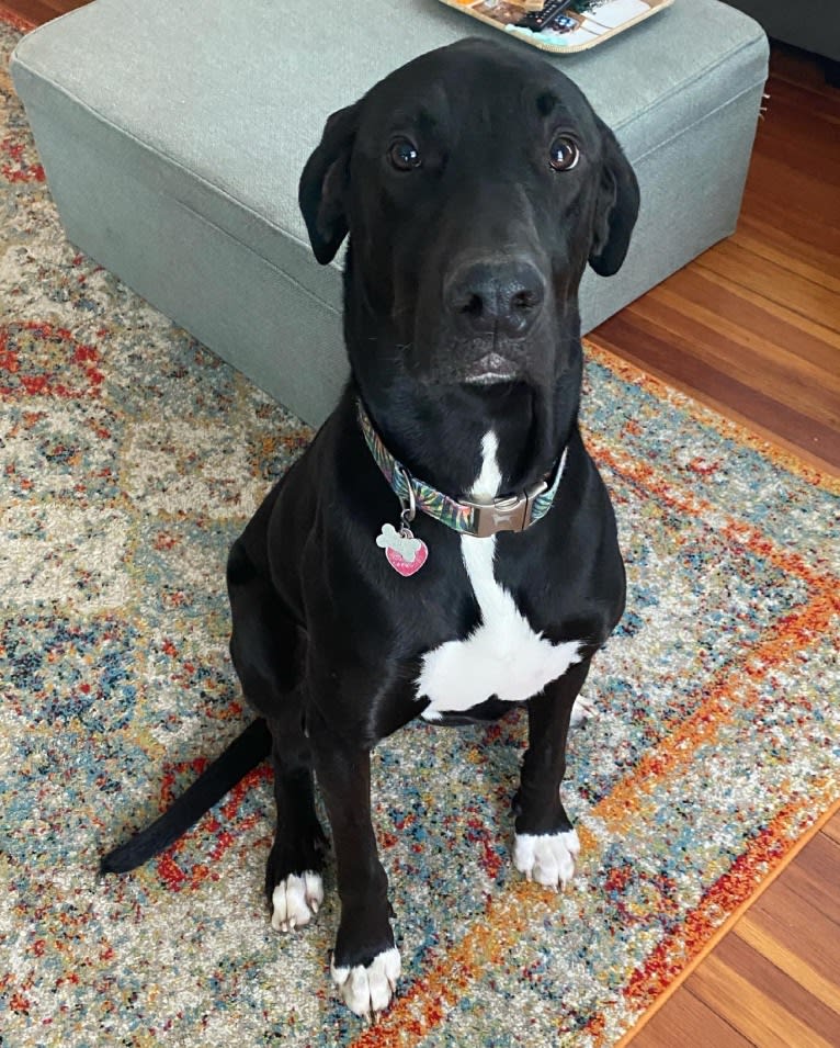 Beau, a Catahoula Leopard Dog and Great Dane mix tested with EmbarkVet.com